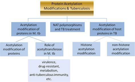 Frontiers | The role of Mycobacterium tuberculosis acetyltransferase and protein acetylation ...