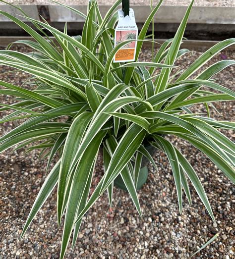 Premium Spider Plant Hanging Basket in Highland, IL | The Greenhouse of ...