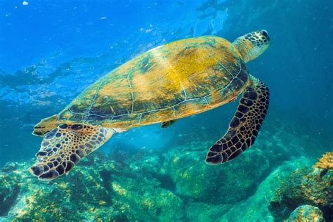 Image result for Turtle Programming Tutorial