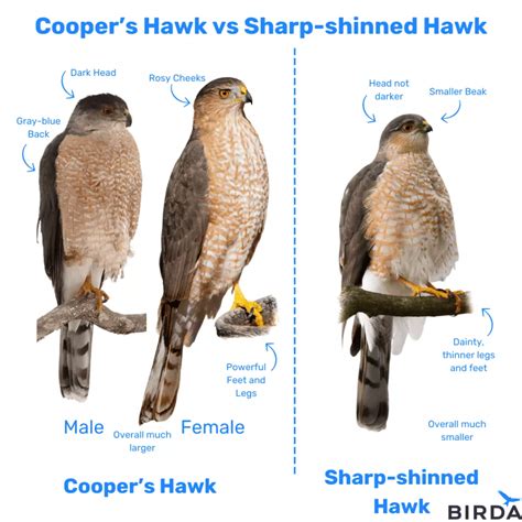 Cooper's Hawk Identification - Birda in 2025 | Cooper's hawk, Bird ...