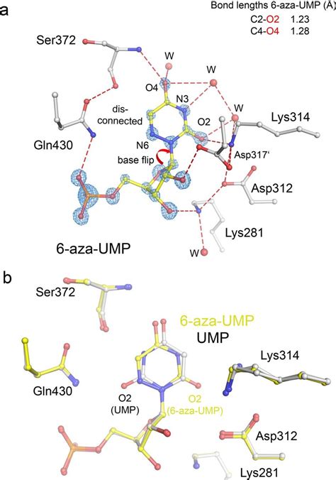 Transition State Analog 的图像结果