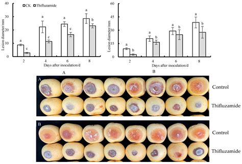 Effects of Thifluzamide Treatment on the Production of Cell Wall ...