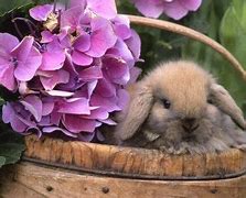 Image result for Holland Lop Cute Babies