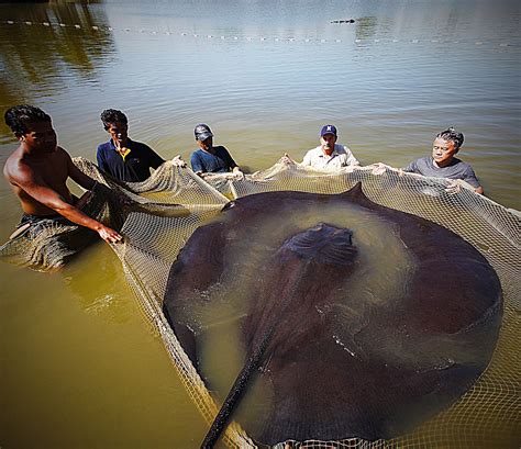What’s the world’s biggest freshwater fish—and will we ever find it? | National Geographic