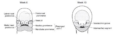 Image result for Embryo Face Formation