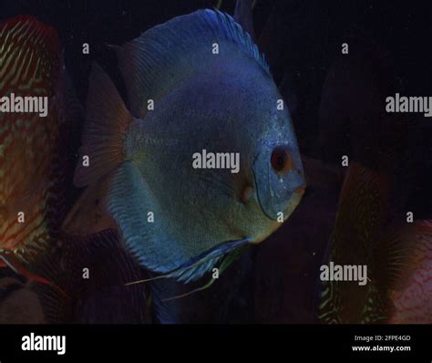 Fish Swim 的图像结果