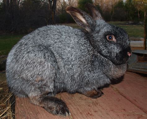 Chocolate Silver Fox Rabbit