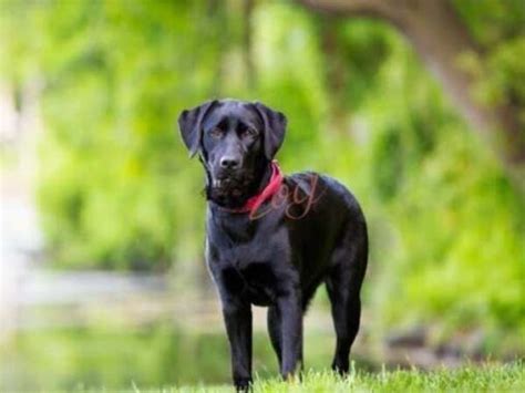 Nằm mơ thấy chó đen có ý nghĩa điềm báo gì, đánh con gì ăn chắc