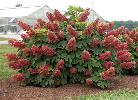 Garden Housecalls - Dwarf oakleaf hydrangea ‘Ruby Slippers’
