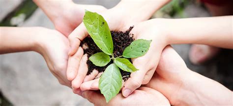 Stewardship 的图像结果