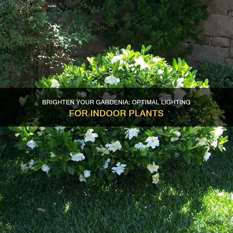5 Signs Your Gardenia Needs More Sunlight And How To Fix It