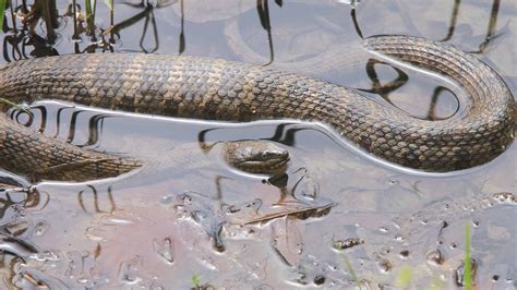 The 4 Most Snake-Infested Rivers in Massachusetts - A-Z Animals
