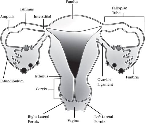 Uterus Anatomy Diagram File:Placenta term anatomy 01.jpg - Embryology