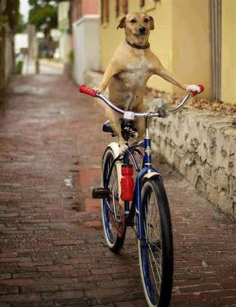单车狗“骑车”该用什么装备？|盘点|创意 - 美骑网|Biketo.com