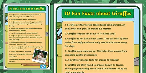 10 Fun Facts about Giraffes Display Poster