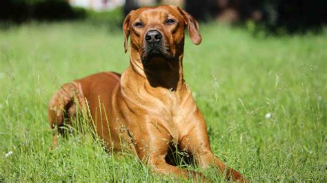Rhodesian Ridgebacks For Adoption - Rehome Or Adopt A Rhodesian ...