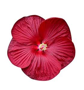 Futaba Giant Hibiscus Flower Seed - Maroon - 50 Pcs : Amazon.in: Garden ...