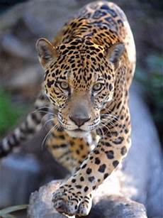 Jaguar Diet by Jaguar Facts For Jaguar Diet Behavior Habitat Jaguar Diet
