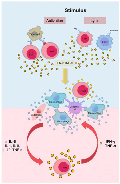 Pathogenesis, Diagnosis, and Management of Cytokine Release Syndrome in ...
