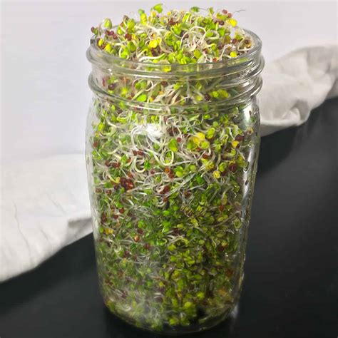 How to Grow Broccoli Sprouts (Sprouting Broccoli Seeds)