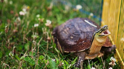 Salmonella cases in NY linked to turtles. What you should know