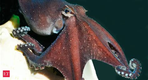 Image result for Alien Octopus Theory