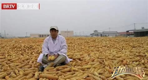 鑫希望1号玉米种子-鑫希望678玉米种子-保定市金穗农业科技有限公司