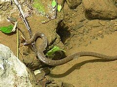 Image result for Operaciones Con Matrices Numpy Python