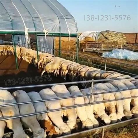 在农村养羊怎样建羊舍！