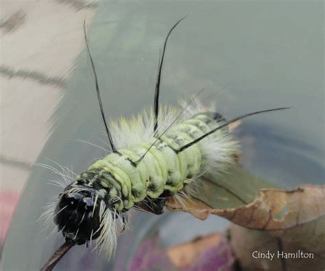American Dagger Moth Acronicta americana (Harris, 1841) | Butterflies ...