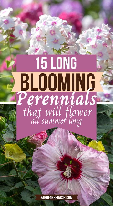 15 Long Blooming Perennials for a Colorful Summer Garden