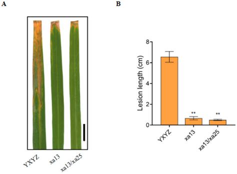 Creation of Bacterial Blight Resistant Rice by Targeting Homologous ...