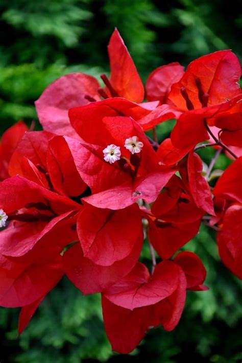 Image result for Red Program Code