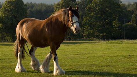 Clydesdale Horse Rentals at Maggie Parham blog