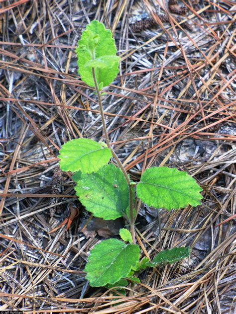 USDA Plants Database