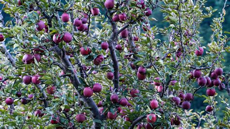 Harsil Valley: A Magical Himalayan Getaway In Uttarakhand