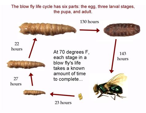 How Do Maggots Form In Your Body at Dianne Carney blog