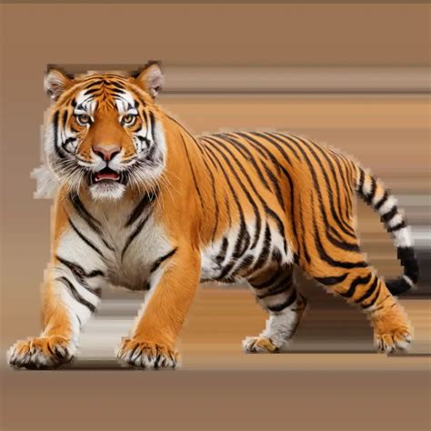18 Free Tiger Habitat Photos transparent PNG images