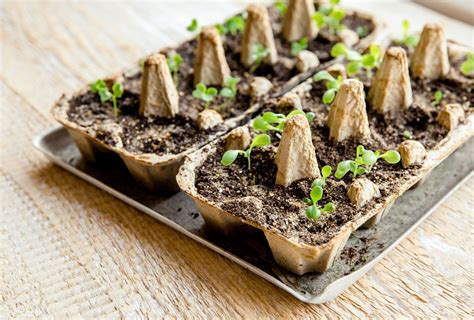 Starting Seeds In Egg Cartons: How To DIY Seedling Trays For Free ...