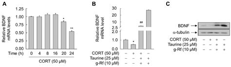 Taurine and Ginsenoside Rf Induce BDNF Expression in SH-SY5Y Cells: A ...