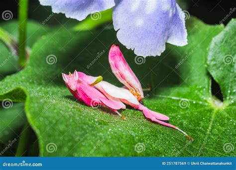 Orchid Mantis Preying, Pink Orchid Mantis, Hymenopus Coronatus Stock ...