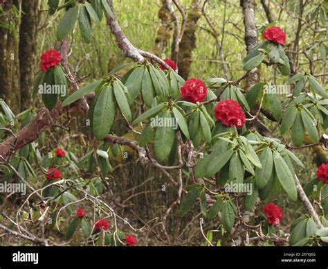 Red wild rhododendron, national flower of Nepal Stock Photo - Alamy