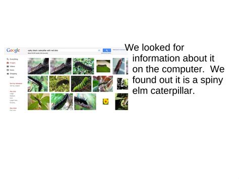 Spiny Elm Caterpillars | ODP