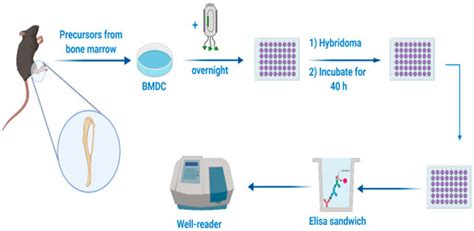Recombinant Filamentous Bacteriophages Encapsulated in Biodegradable ...