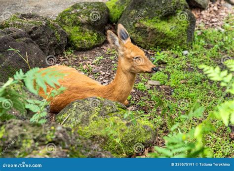 The Siberian Roe Deer, Eastern Roe Deer, or Asian Roe Deer (Capreolus ...
