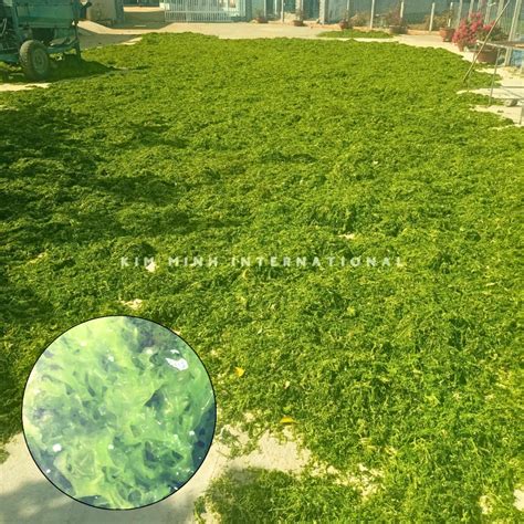 Ulva Lactuca - Fertilizer & Soil Enhancer - Kim Minh Agrowaste
