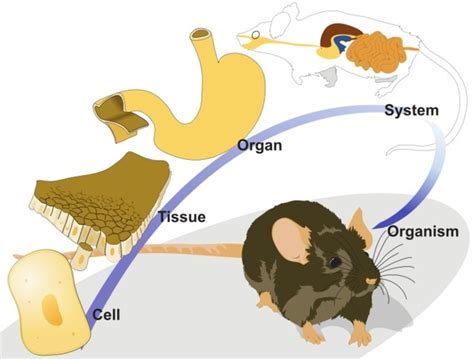 Organization of Organism Pic 的图像结果