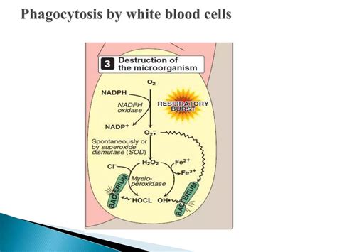Hmp shunt pathway | PPTX