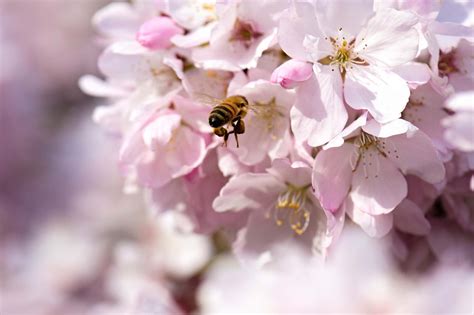 Image result for Fake Spring Seattle