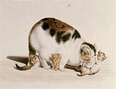 malvorlage katze mit jungen katze mit drei jungen gottfried mind als kunstdruck oder malvorlage katze mit jungen katze mit drei jungen gottfried mind als kunstdruck oder